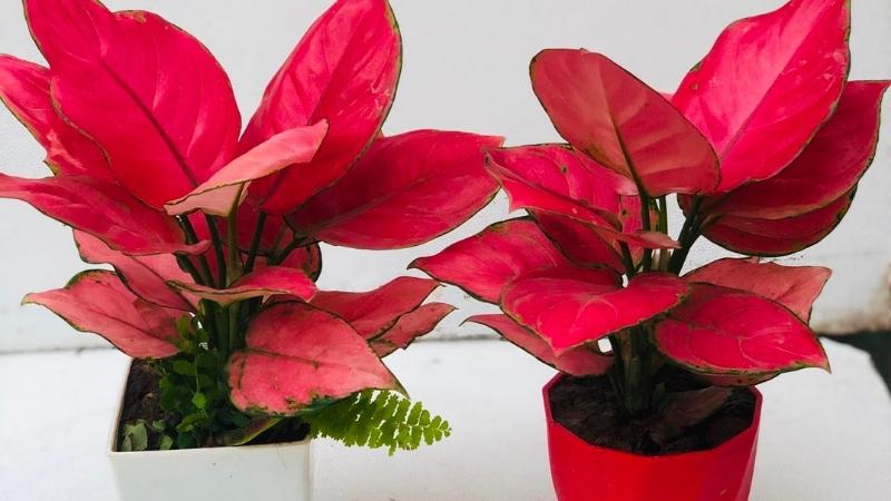 Cây vạn lộc tượng trưng cho tài vận dồi dào