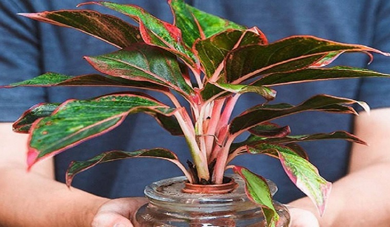 Người mệnh Hỏa nên đặt cây ở hướng Nam, Đông Bắc và Tây Nam