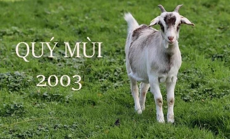 Tìm hiểu tổng quan tử vi tuổi Quý Mùi 2003 nữ mạng năm 2026