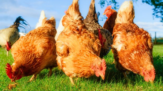 Người tuổi Dậu sẽ đón nhận được nhiều niềm vui do công việc diễn ra thuận lợi và bạn đạt được những thành tích nổi bật