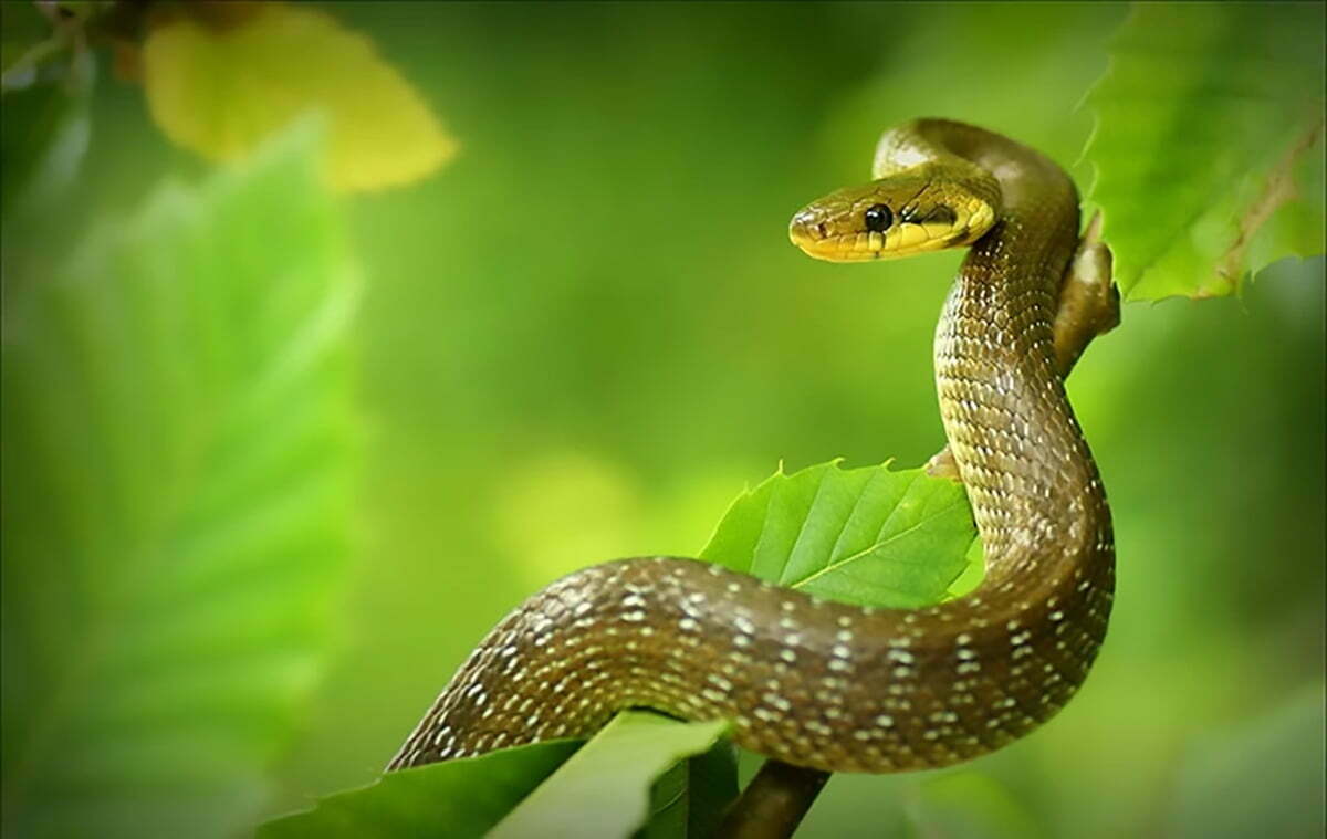 Chọn tuổi xông nhà cho gia chủ là Nam tuổi Ất Tỵ sinh năm 1965