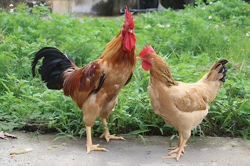 Gia chủ Kỷ Dậu thuộc mệnh Đại Trạch Thổ