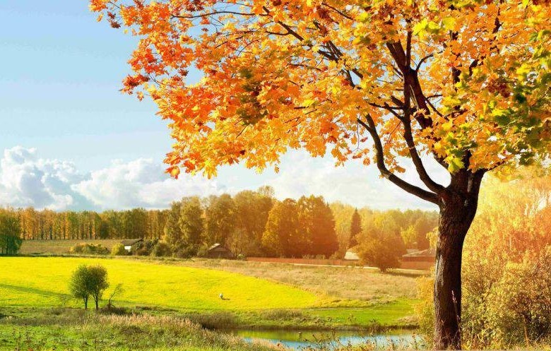 Gợi ý tuổi Hợi nên chọn tranh phong thủy gì năm 2026 cho mệnh Kim