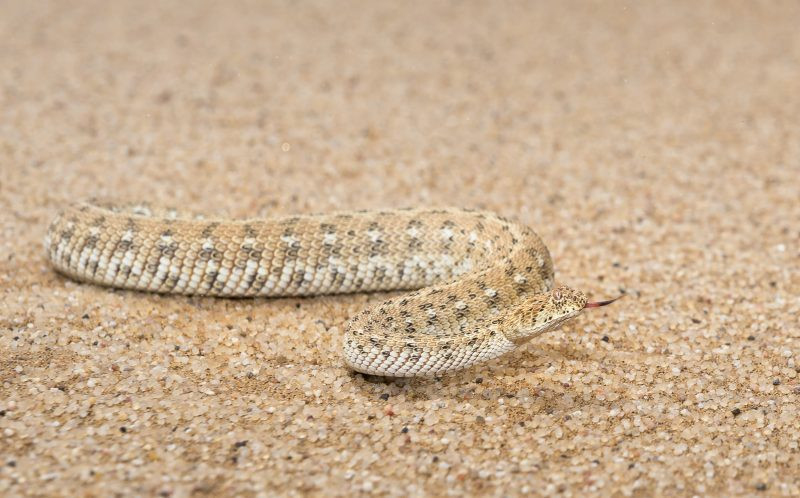 Giữ tâm thế phấn chấn giúp năm mới của gia chủ Mậu Thân 1968 thuận lợi hơn