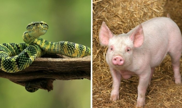 Cặp Tỵ – Hợi: trái ngược giữa sự sâu sắc và đơn giản