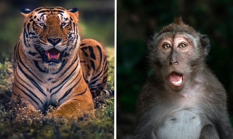 Cặp Dần – Thân là một trong sáu cặp tuổi xung khắc điển hình