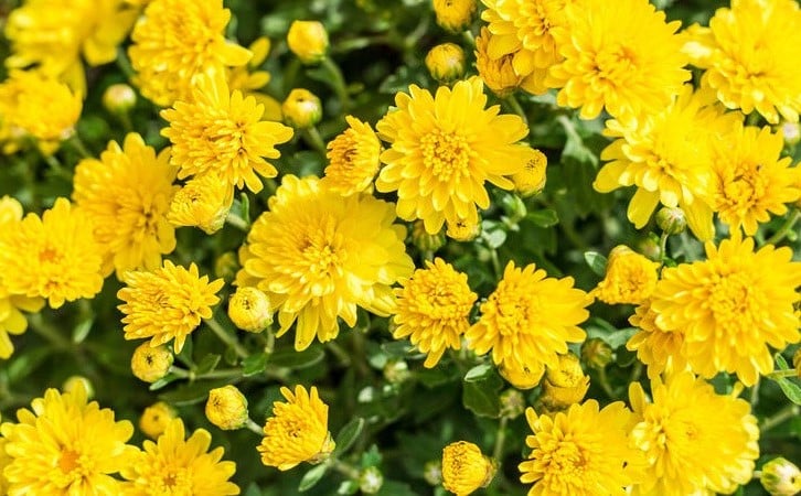 Hoa Cúc tượng trưng cho sự tinh khiết và trường thọ 