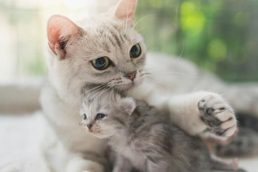 Tuổi Đinh Mão 1987 nên kết duyên với những người mệnh Hỏa hoặc Thổ