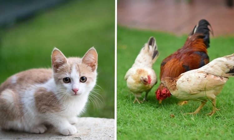 Mão và Dậu là một trong những tuổi “đại khắc” trong 12 con giáp