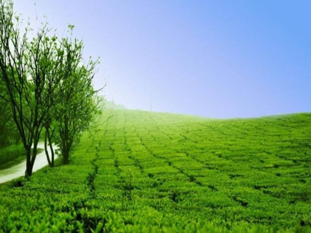 Kỷ Hợi 1959 mang mệnh Bình Địa Mộc