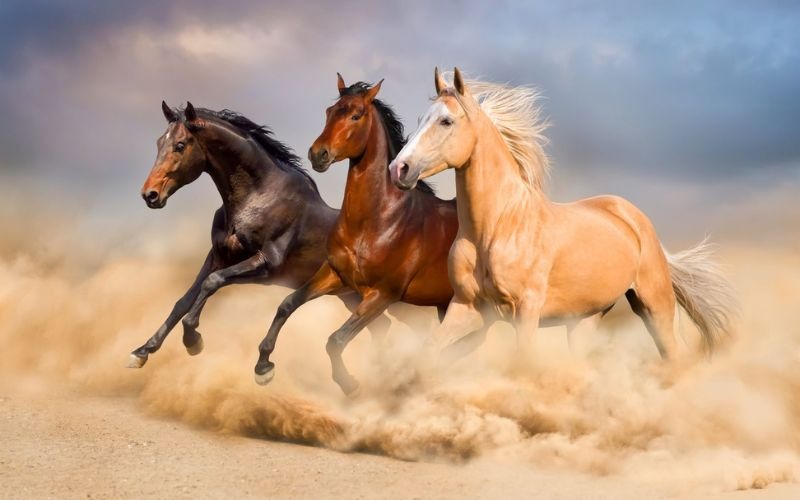 Tìm hiểu đặc điểm phong thủy của tuổi Canh Ngọ 1990 trong năm 2026 