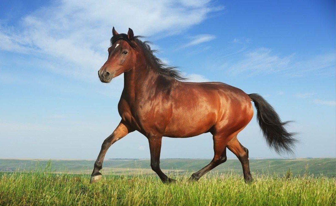 Gợi ý cách hóa giải xung khắc trong năm 2026 cho tuổi Canh Ngọ