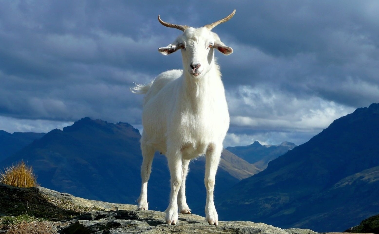 Giải thích vì sao cần xem tuổi khắc của Tân Mùi trong năm 2026