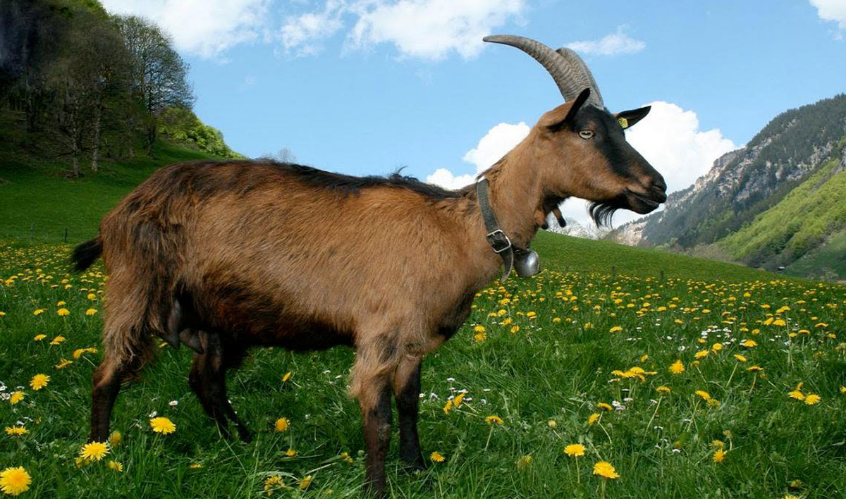 Người tuổi Kỷ Mùi mang mệnh Thiên Thượng Hỏa