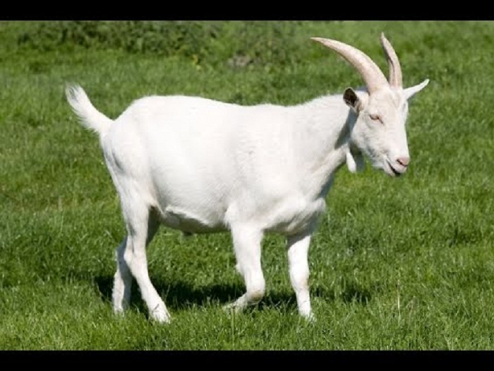 Người sinh năm 1979 thuộc mệnh Thiên Thượng Hỏa