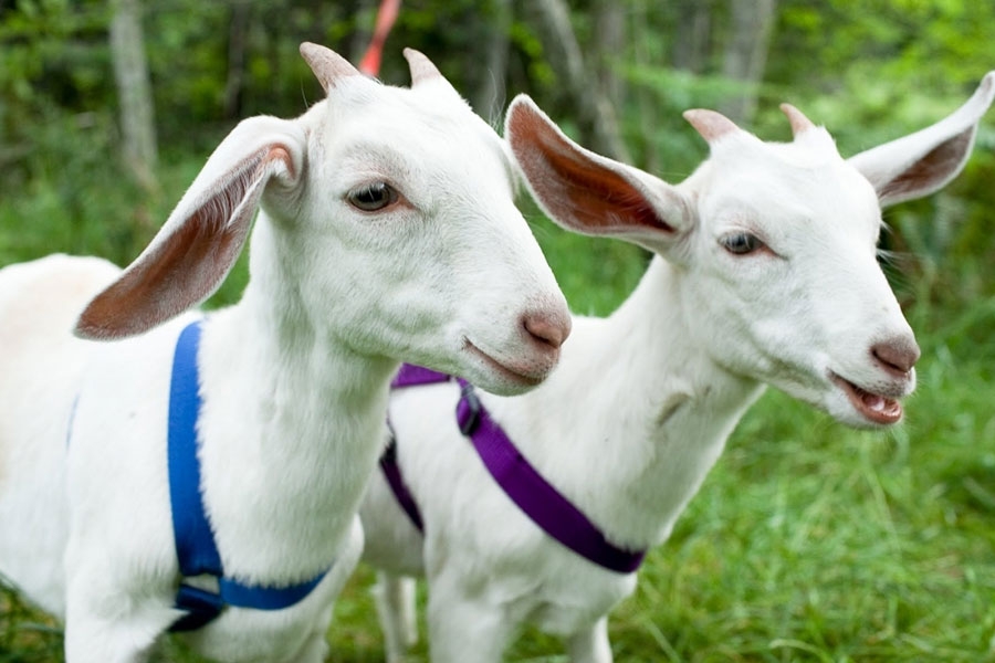 Năm 2026 đem lại nhiều cơ hội tốt cho Kỷ Mùi 1979