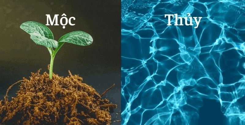 Các tuổi Quý Hợi, Kỷ Tỵ thuộc mệnh Mộc và Thủy hợp với tuổi Tân Dậu 1981