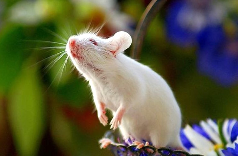 Tuổi Giáp Tý dễ bị “mất năng lượng” khi gặp các tuổi có can Hỏa hoặc Mộc quá vượng