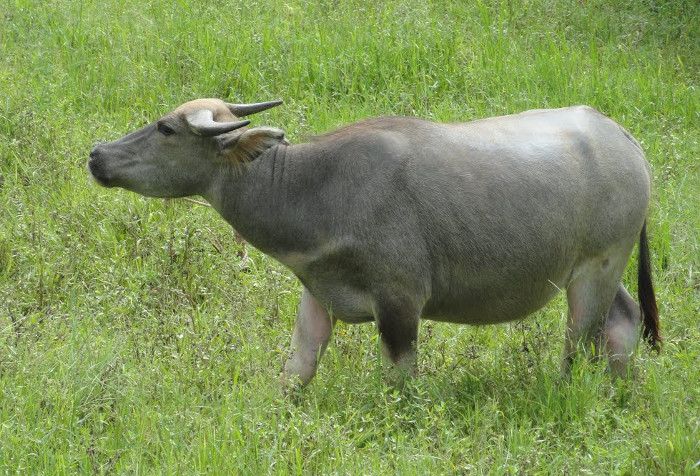 Tuổi Ất Sửu thuộc mệnh Hải Trung Kim