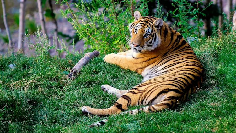 Năm 2026 người tuổi Dần cần học cách điều tiết năng lượng để đón vượng khí