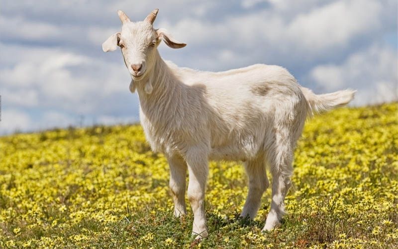 Tuổi Quý Mùi 2003 tượng trưng cho sức sống mềm mại và trí tuệ uyển chuyển