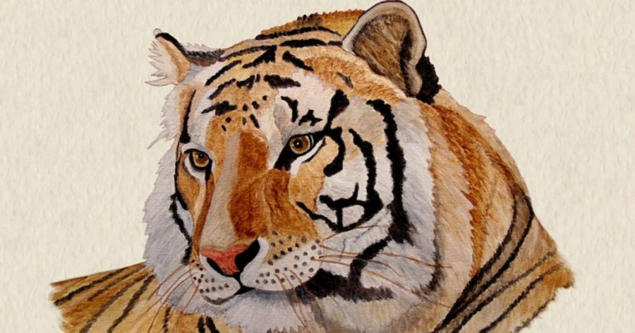 Tuổi Nhâm Dần 1962 dễ gặp phải thị, xung đột trong năm 2026