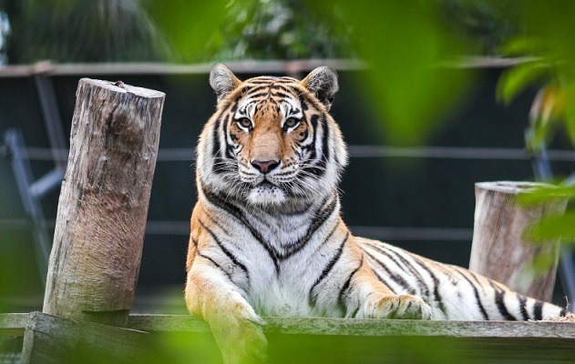 Nam Nhâm Dần nên đeo đá phong thủy như xà cừ, đá mắt mèo