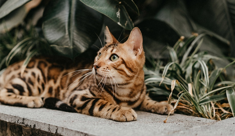 Tổng quan về sao chiếu mệnh năm 2026 của tuổi Quý Mão 1963