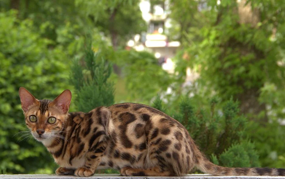 Sao chiếu mệnh ảnh hưởng tới sức khỏe và công việc tuổi Quý Mão 1963