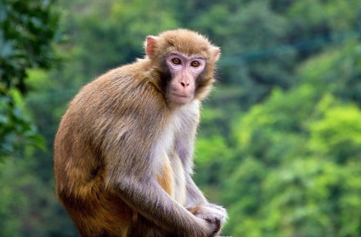 Xem tử vi tuổi Nhâm Thân 1992 nữ mạng năm 2026 theo từng tháng