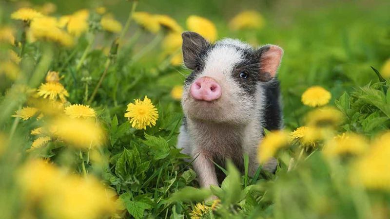 Quý Hợi 1983 có thể khiến vận khí của Bính Thân bị suy giảm