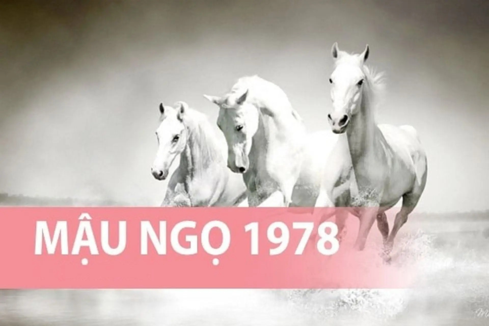 Mậu Ngọ 1978 mang lại sự cân bằng năng lượng