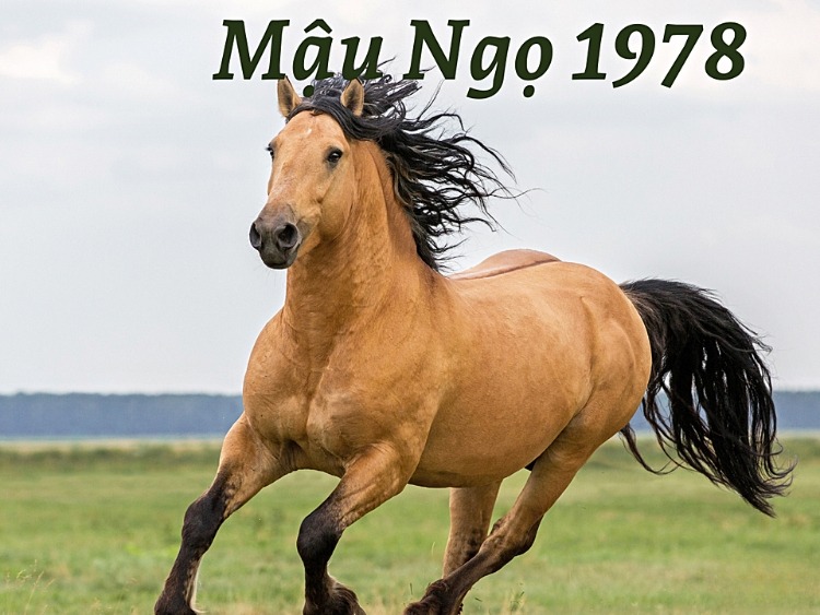 Tuổi Mậu Ngọ có nguồn năng lượng lan tỏa mạnh mẽ