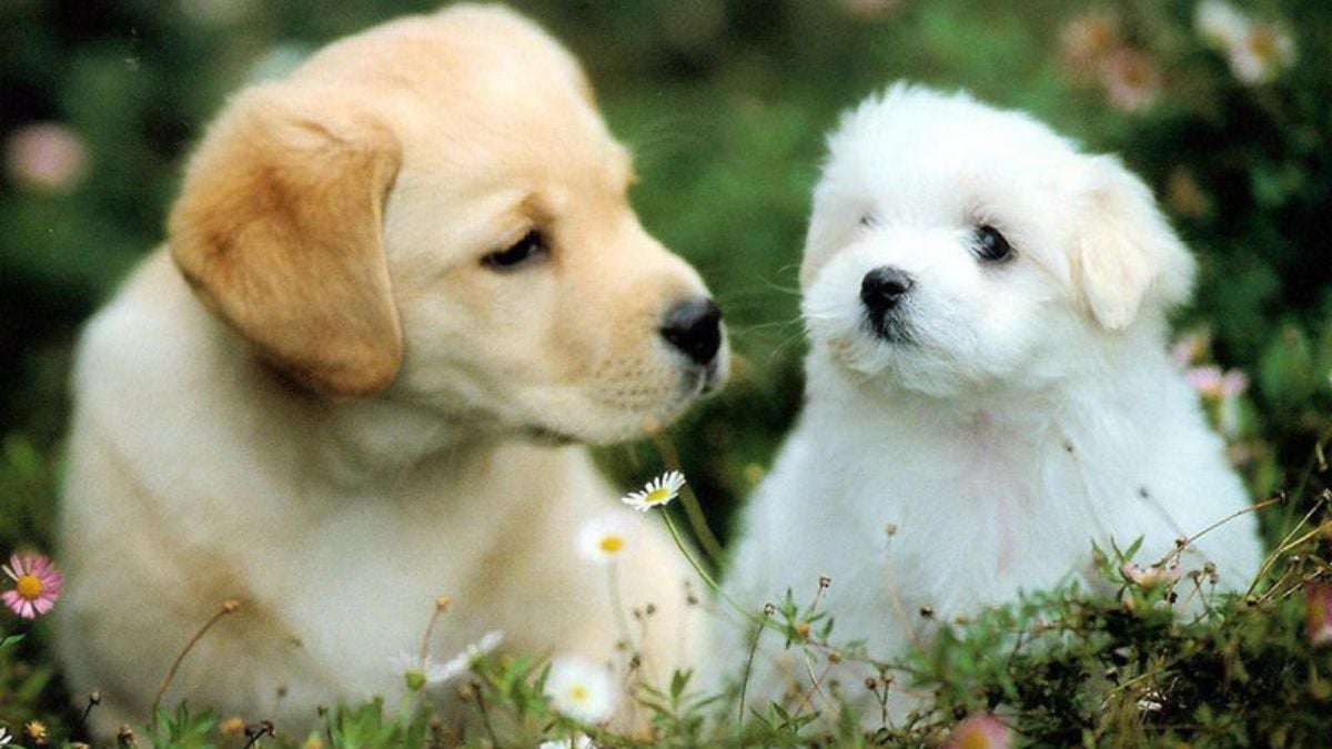 Người Canh Tuất thẳng thắn, kiên định và có tinh thần trách nhiệm cao