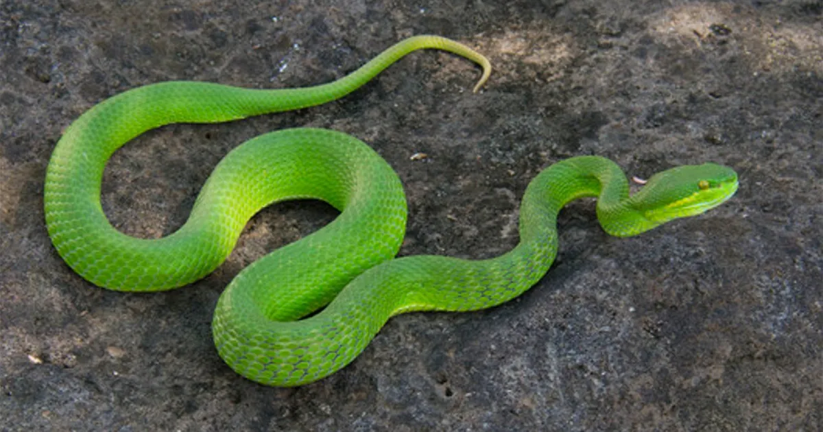 Người tuổi Tỵ sẽ có một ngày Chủ Nhật tràn ngập tình yêu 