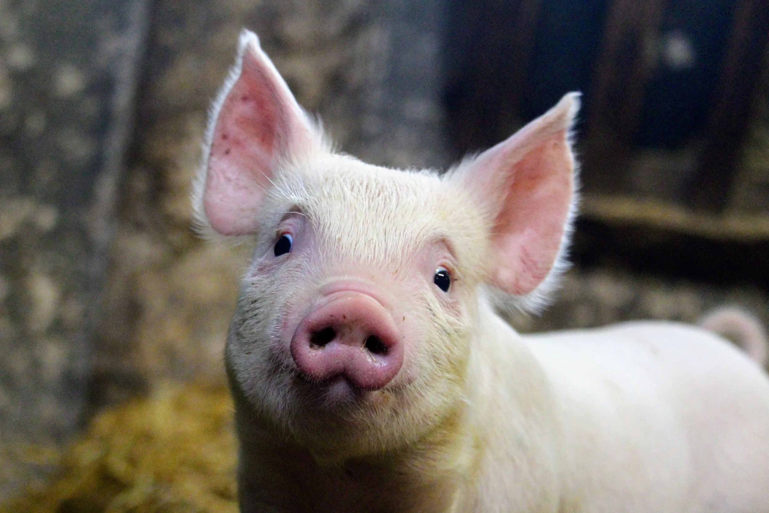 Chủ Nhật này là một ngày tương đối trắc trở với người tuổi Hợi