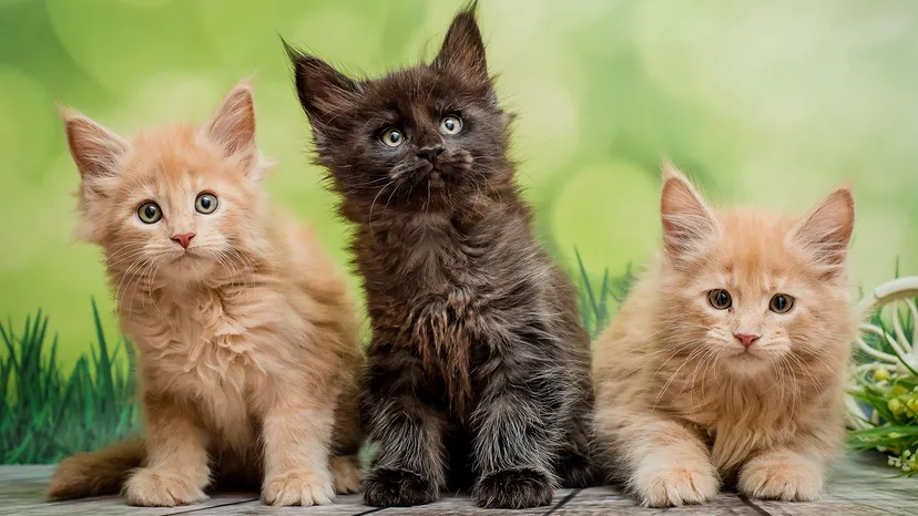 Tử vi hôm nay dự báo rằng người tuổi Mão có thể trở nên nhạy cảm hơn so với thường ngày 