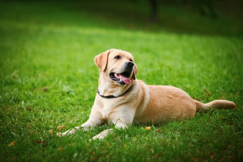 Nữ mạng Bính Tuất gặp nhiều cơ hội tốt khi gặp sao Mộc Đức chiếu mệnh