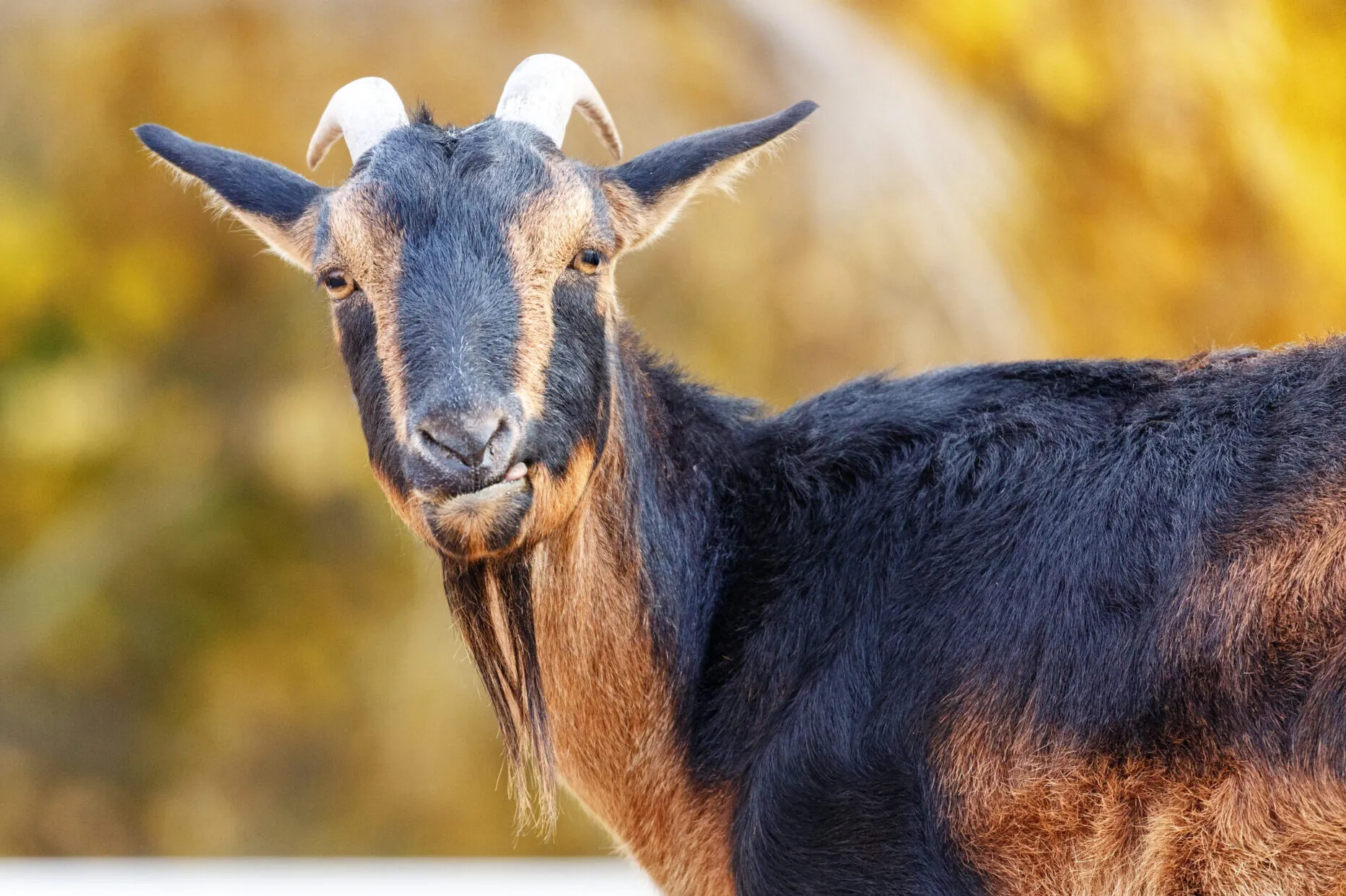 Nam mạng tuổi Quý Mùi 2003 mệnh Mộc hợp Thủy và Hỏa