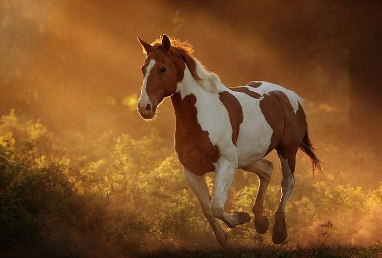 Tổng quan về sao chiếu mệnh năm 2026 của tuổi Giáp Ngọ 2014