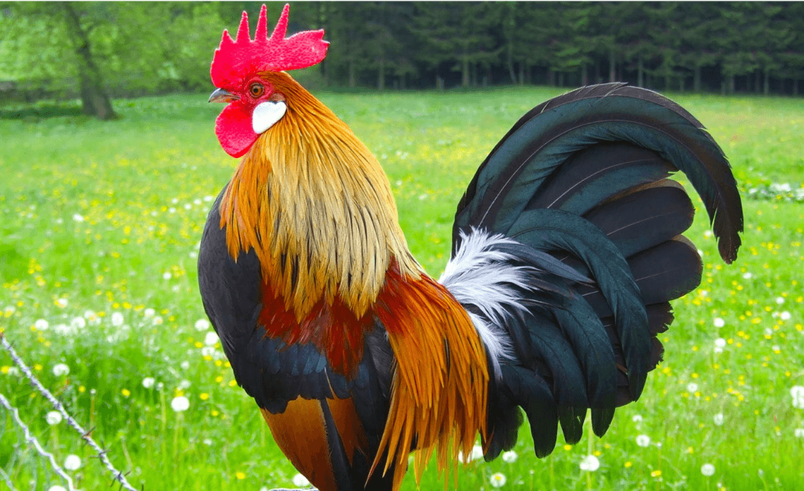 Năm 2026 nam Đinh Dậu 2017 gặp sao La Hầu, nữ gặp sao Kế Đô