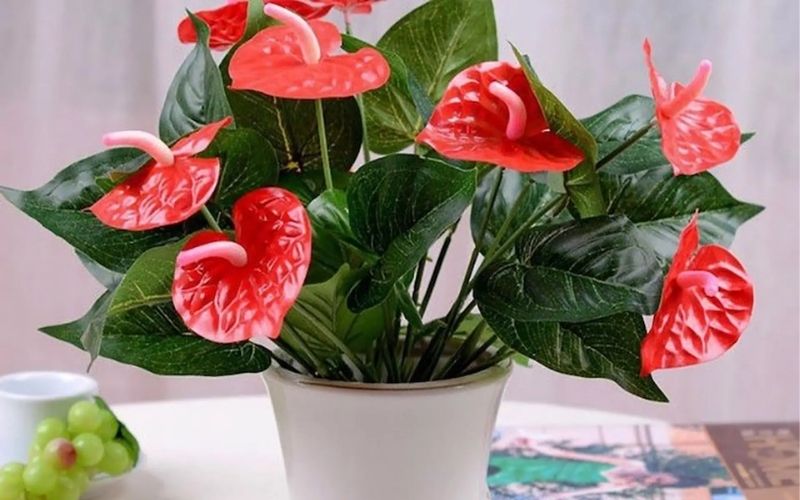 Chọn cây phong thủy là biểu tượng may mắn cho người mệnh Hỏa