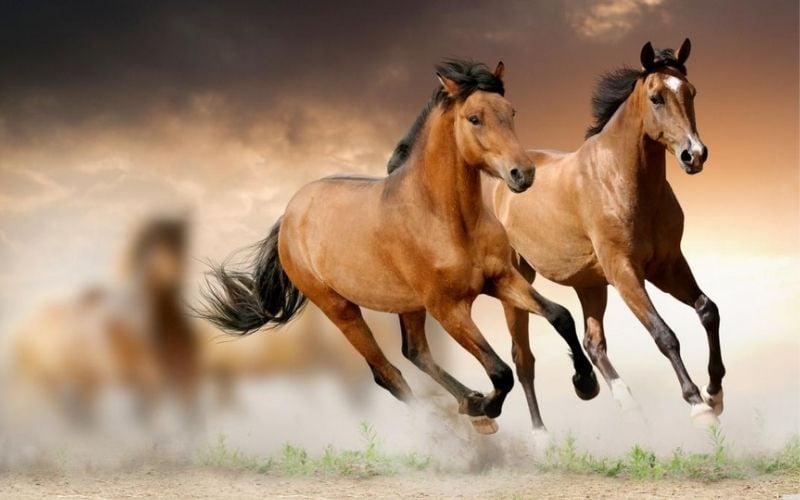 Tuổi Mậu Ngọ tượng trưng cho ngọn lửa không bao giờ tắt