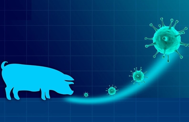 Dịch cúm A có thể lây từ động vật sang người