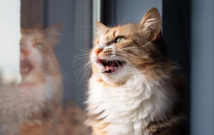 Tìm hiểu về nữ mạng tuổi Tân Mão 1951 và bản mệnh