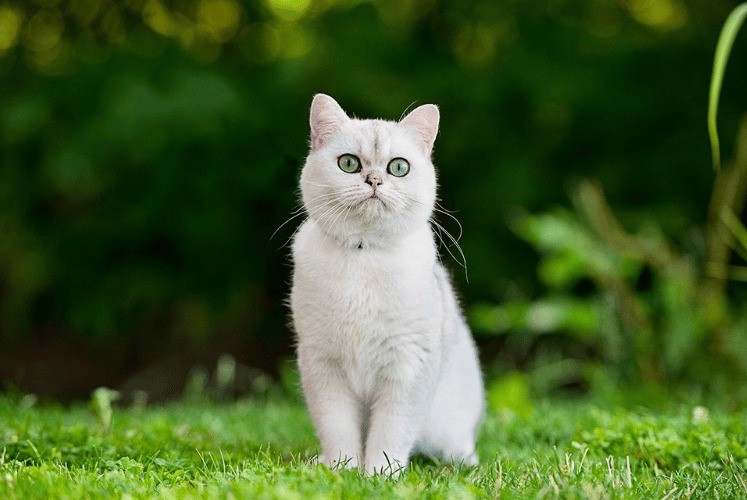 Tìm hiểu về bản mệnh của nữ tuổi Tân Mão