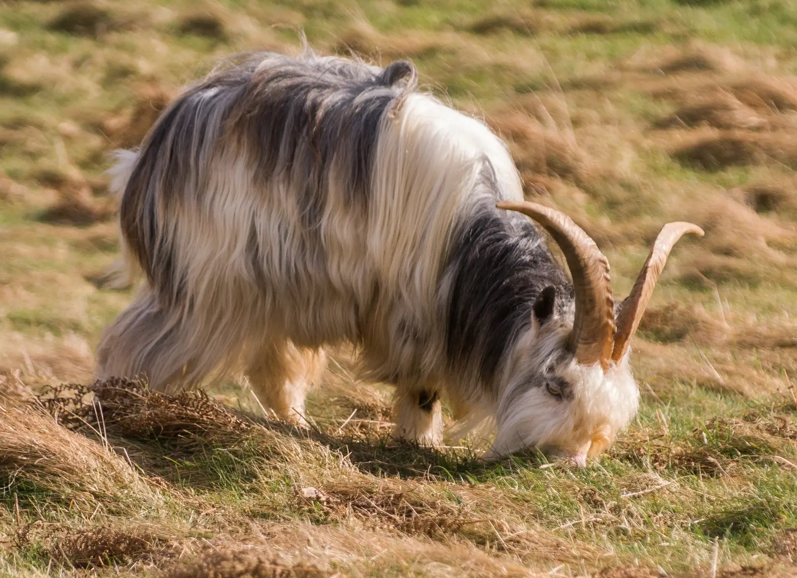 Ất Mùi 1955 mang mệnh Kim đại diện cho sự ổn định