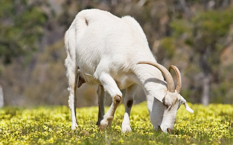 Tuổi Ất Mùi 1955 thuộc mệnh Kim - Sa Trung Kim