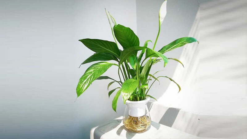 Cây Lan Ý giúp làm sạch không khí, giúp tinh thần thư thái