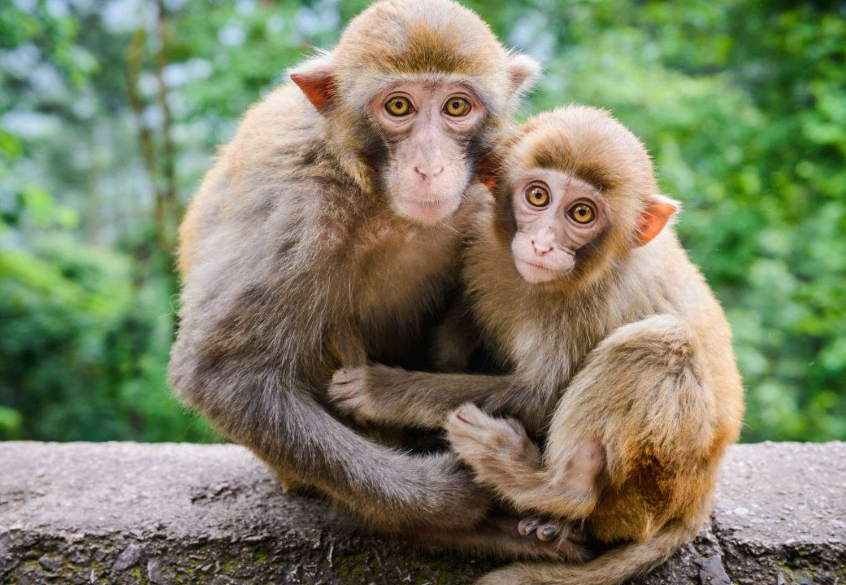 Nam mạng tuổi Bính Thân 1956 gặp sao Thái Âm chiếu mệnh trong năm 2026